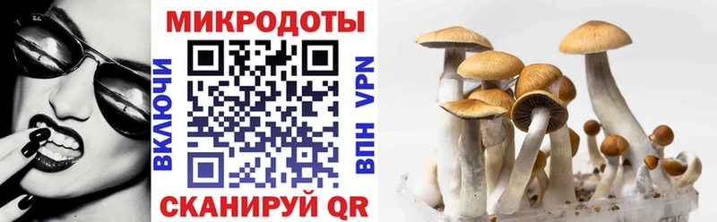 Купить  Шуя  Галлюциногенные грибы Cubensis 